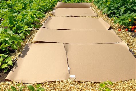 Photo montrant une technique de paillage au carton dans un potager en permaculture