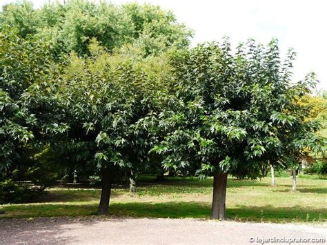 Un mûrier platane sans fruit majestueux dans un jardin ensoleillé