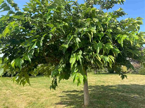 Mûrier platane sans fruits en pleine croissance
