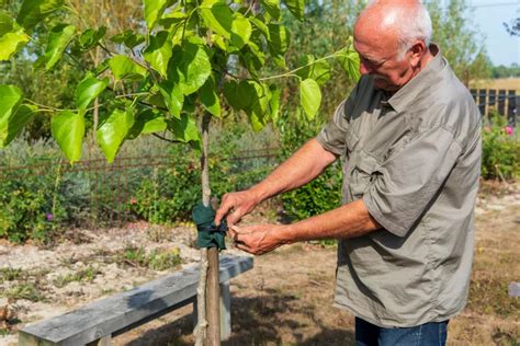 Schéma de plantation d'un mûrier platane
