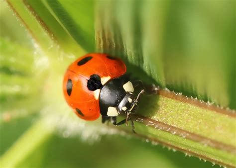Enfants découvrant des insectes dans un jardin