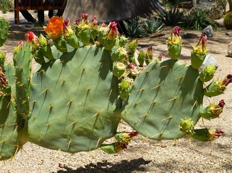 Raquettes de figuier de Barbarie prêtes à être plantées