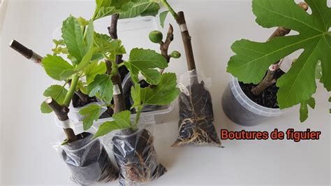 Développement de racines blanches sur une bouture de figuier dans l'eau