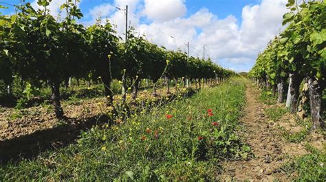 Vignoble en agroécologie avec couvert végétal