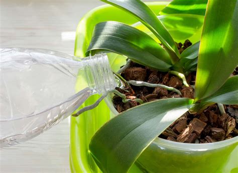 Schéma illustrant les besoins en eau d'une orchidée selon la couleur des racines (vert vs gris)