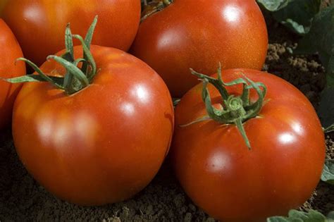 Tomate tuteurée avec des fruits mûrs