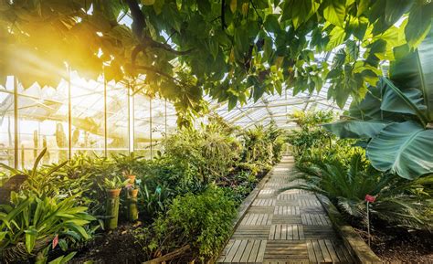 Vue intérieure du conservatoire botanique Pierre Fabre abritant des espèces rares et menacées