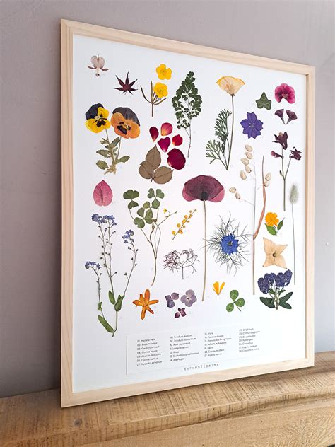 Planche d'herbier issue de la collection du Conservatoire Botanique Pierre Fabre