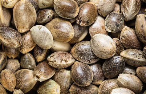 Graines de cannabis matures avec des rayures