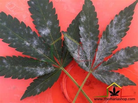 Feuilles de cannabis atteintes par l'oïdium