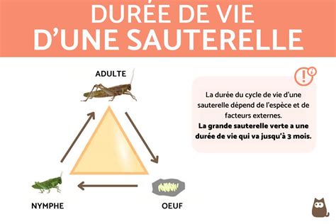Diagramme comparatif montrant la durée de vie d'une bordure maçonnée vs une bordure en polypropylène