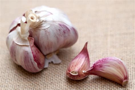 Plat gastronomique sublimé par l'ail rose de Lautrec