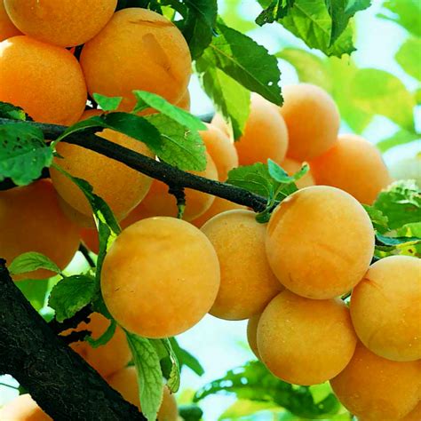 Arbre de prunier Golden Japan en fleurs