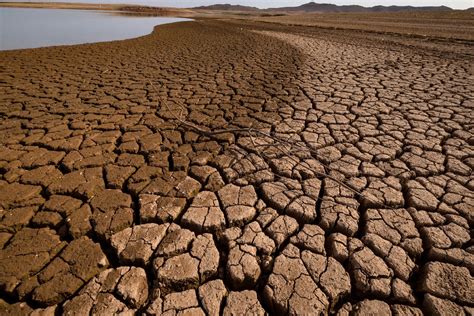 Photo comparative d'un sol nu desséché face à un sol paillé, riche en vie microbienne et conservant son humidité.