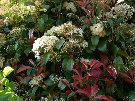 Photinia davidiana en fleurs au printemps