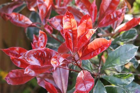 Variétés de feuilles de Photinia
