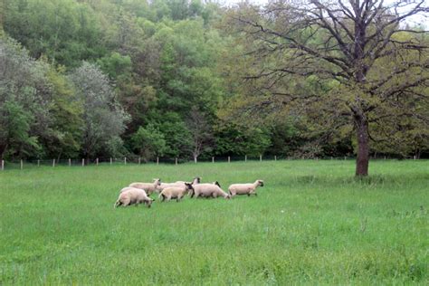 Vue d'un troupeau de brebis dans un pré