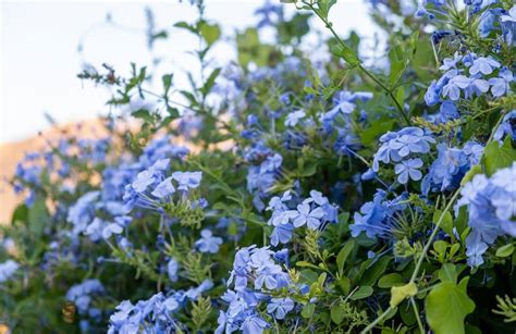 jardin paysager avec des arbres à fleurs bleues en pleine floraison
