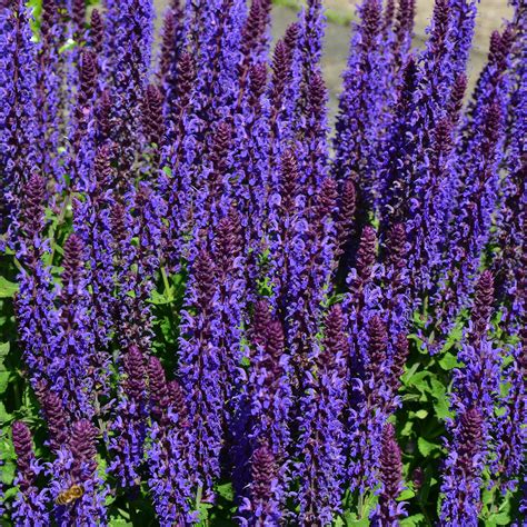 plan rapproché d'une fleur de sauge nemorosa d'un bleu profond