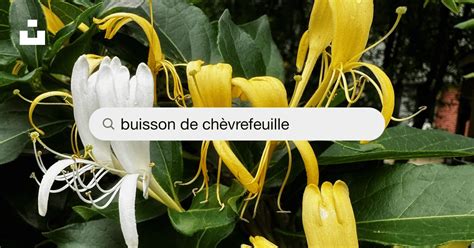 schéma illustrant la taille annuelle d'un buisson de chèvrefeuille