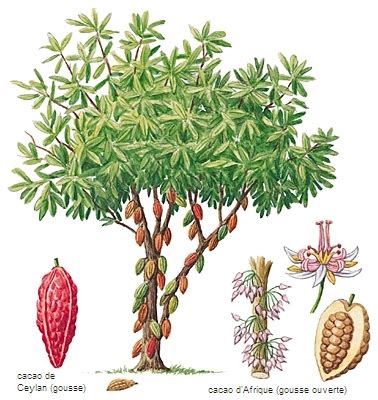 Illustration détaillée d'un cacaotier avec ses cabosses