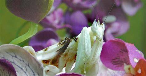 Photo macro d'une mante orchidée sur une fleur