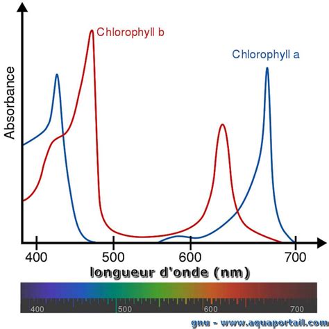 Schéma illustrant le spectre lumineux absorbé par la chlorophylle (bleu et rouge)
