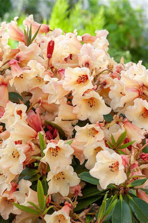 Rhododendron Jingle Bells en pleine floraison printanière dans un jardin boisé