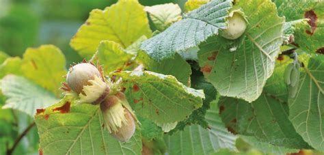 Feuilles de noisetier atteintes de tache brune