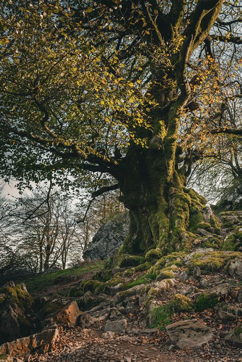 Un arbre ancien et imposant dans la forêt du Lutour