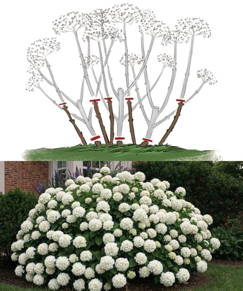 Hortensia au printemps avec des pousses naissantes à la base