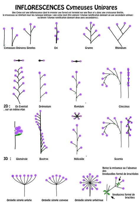 Schéma illustrant les différents types d'inflorescences des Hydrangea