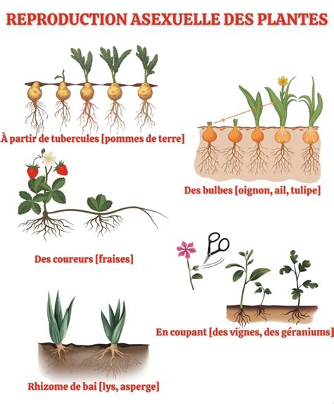 Différents types de structures souterraines de plantes