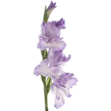 Glaïeul en fleur avec un aperçu du corme