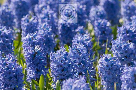 Un champ de jacinthes en fleurs, avec des couleurs vives et une lumière douce.