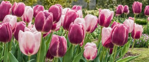 Un jardin rempli de tulipes et de jacinthes en pleine floraison, créant un tableau coloré et parfumé.