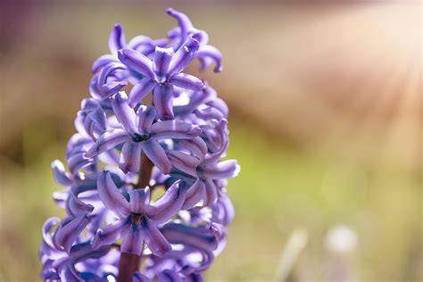 Gros plan sur une grappe de fleurs de jacinthe violette.