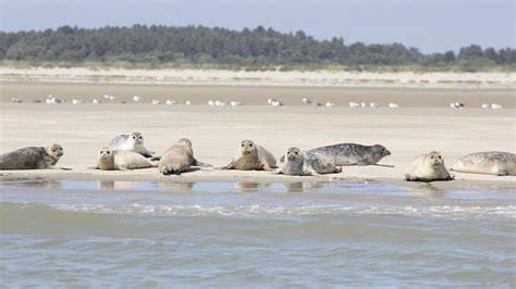 Un phoque se reposant sur la plage de la Baie de Somme