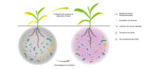 Illustration de la symbiose racinaire entre plantes et micro-organismes fixateurs d'azote