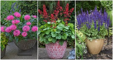 Exemple d'association d'Abélia en pot avec d'autres plantes fleuries