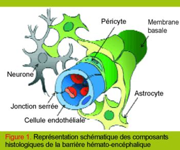 Schéma de la barrière hématoencéphalique