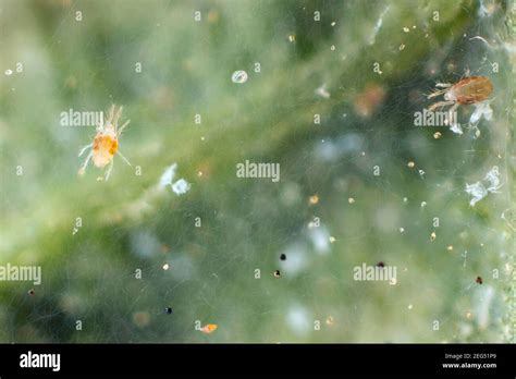 toiles d'araignée rouge sur feuille d'hibiscus