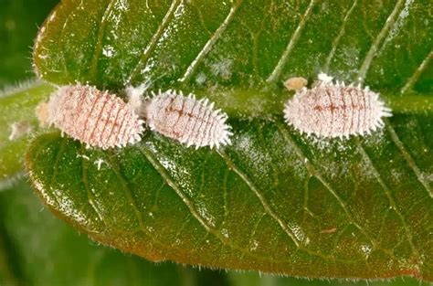 cochenilles farineuses sur une branche d'hibiscus