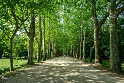 Arbre majestueux bordé d'une allée élégante