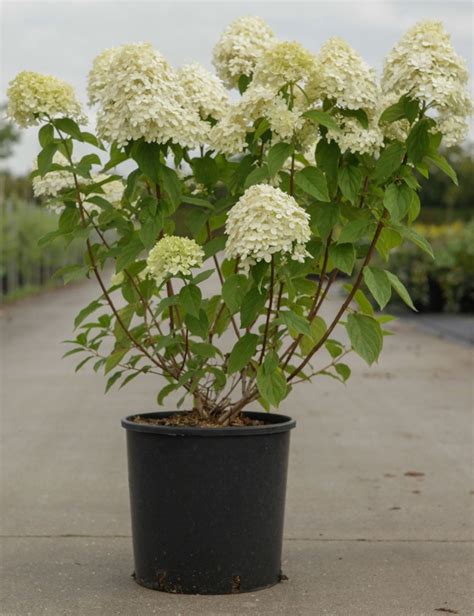 Hortensia Paniculé Limelight en pleine floraison