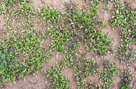Sol argileux et mauvaises herbes