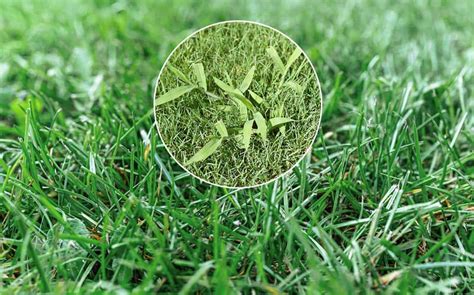 Gazon envahi par les mauvaises herbes