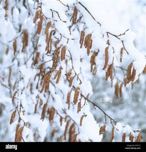 Chatons de noisetier en hiver