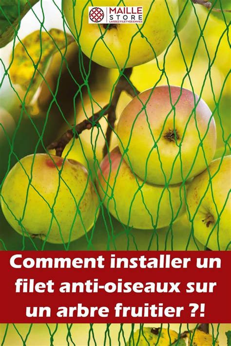 Installation d'un filet anti-oiseaux sur un arbre fruitier