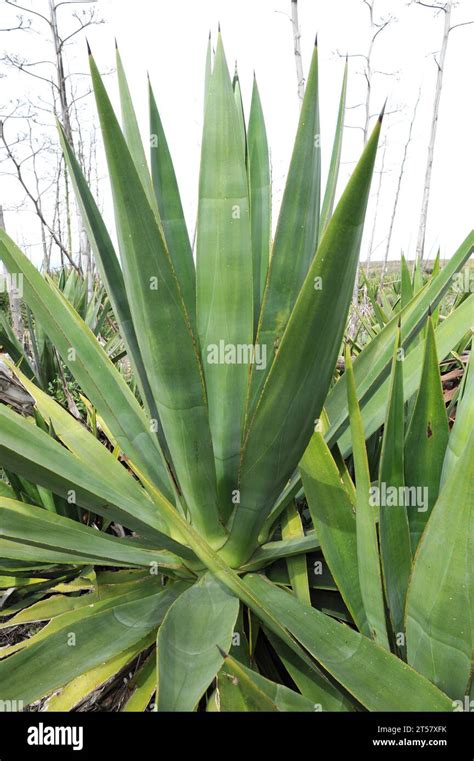 Plante d'agave sisalana